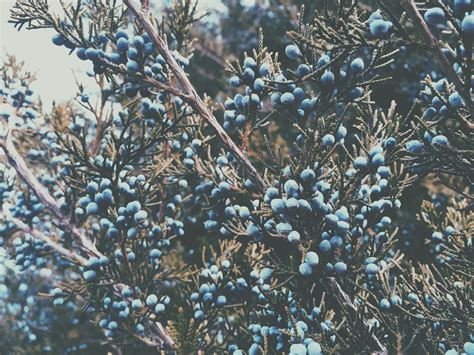 Free Images Tree Nature Branch Blossom Snow Winter Berry Leaf