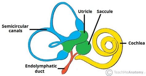 The Inner Ear Bony Labyrinth Membranous Labryinth Teachmeanatomy