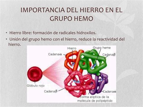 Ppt Hemoglobina Y Mioglobina Powerpoint Presentation Free Download