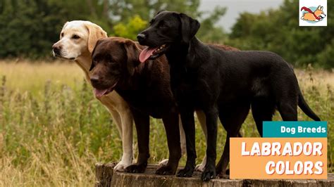 Which Labrador Colour Is Best