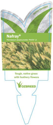 Nafray® Pennisetum Is A Compact Drought Tolerant Native Grass