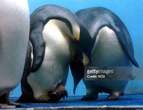 Emperor Penguin Couple Photos And Premium High Res Pictures Getty Images