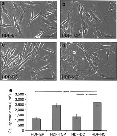 Prolonged Growth Of Hdf Cells On A Denatured Collagen Matrix Decreased