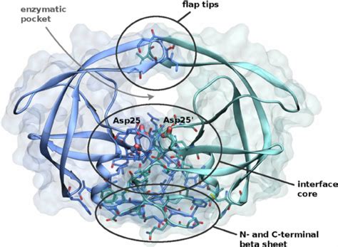 Crystallographic Structure Of The Hiv Protease Dimeric Complex Pdb