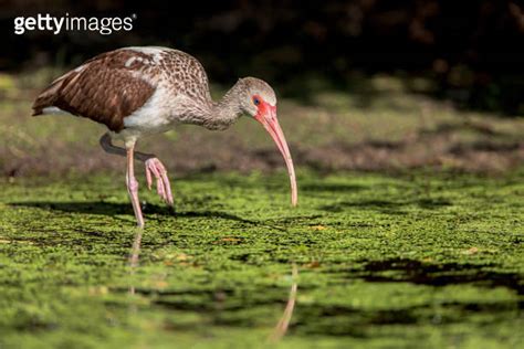 Immature American White Ibis Eudocimus Albus Walking Through Water