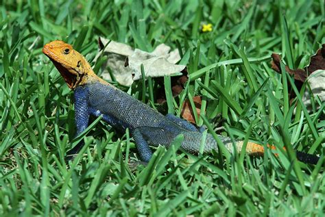 African Rainbow Lizard Or Red Headed Agama Agama Agama Af Flickr