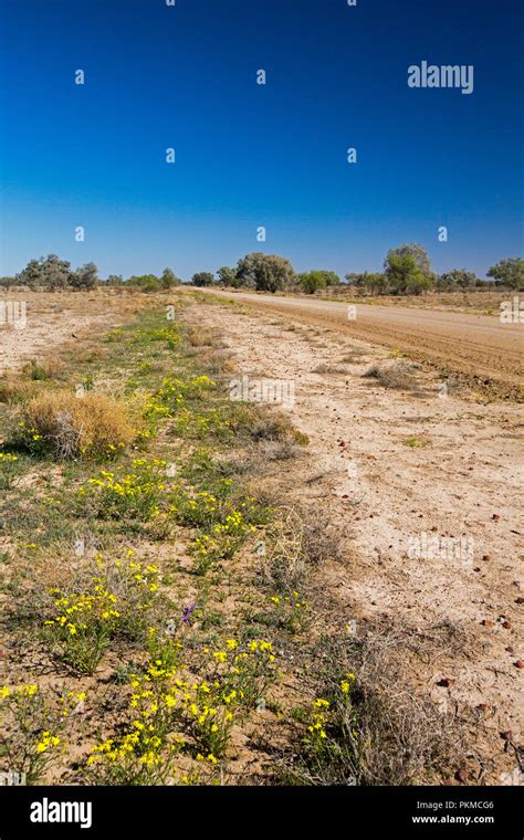 Australian Outback Road Slicing Through Landscape Daubed With Sparse