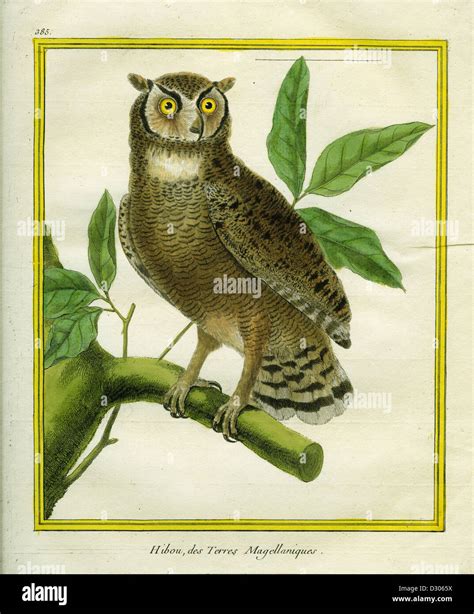 Magellanic Horned Owl Stock Photo - Alamy