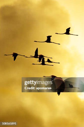 Flock Of Flamingos Flying In Formation On Yellow Sky High Res Stock