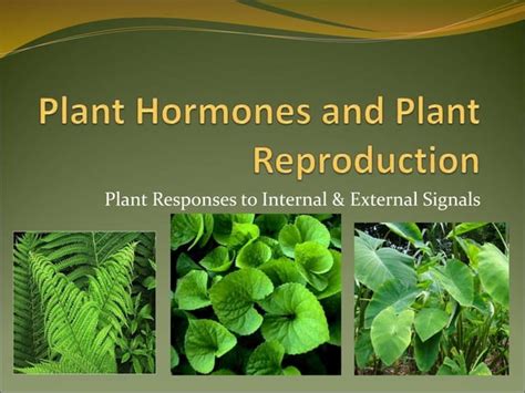 Plant Hormones And Plant Reproduction Ppt