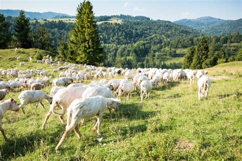 Os Carneiros Tradicionais Pastam Na Escala De Montanhas Polonesa De