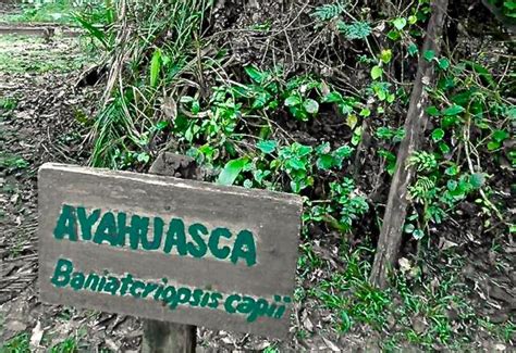 Ayahuasca Effects: Dangers, Safety, & Side Effects