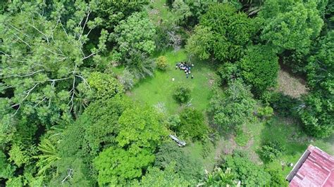 En El 2019 Se Redujo Mínimamente La Deforestación En Los Bosques