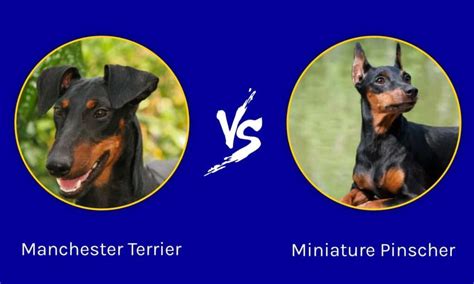 Manchester Terrier Vs Pinscher Nano Quali Sono Le Differenze