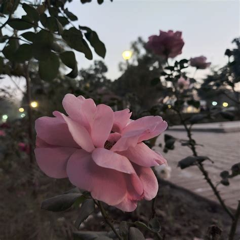 Rosas Flor Naturaleza Foto Gratis En Pixabay Pixabay