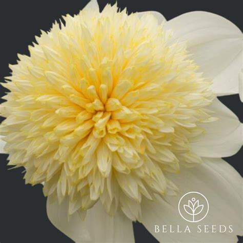 Platinum Blonde Etsy