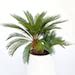 Cycas Revoluta Sago Palm Perennial Home Or Office Potted Plants Cm