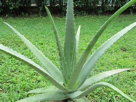 coltivare laloe vera  italia dove cresce   riconosce