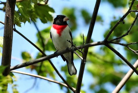 Free Rose Breasted Grosbeak-male Stock Photo - FreeImages.com