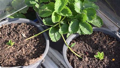 Erdbeeren Pflanzen Richtig Pflegen Düngen Und Ernten