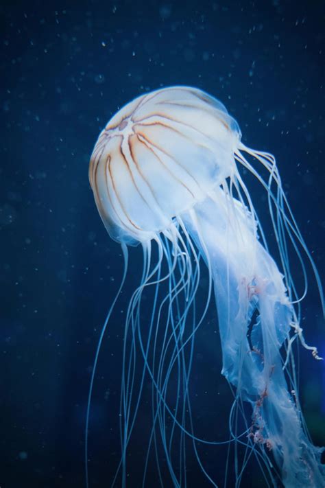 298 Captivating Jellyfish Names: Cute, Funny, and Unique
