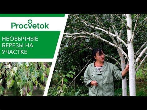 БЕРЕЗА в ландшафтном дизайне. Необычная беседка из повислой березы ...