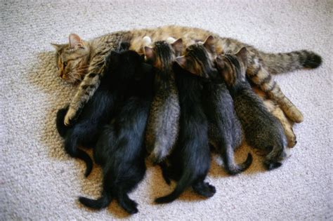 Cat Sex 101 All About Cats Reproduction