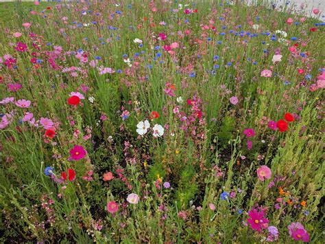 Wildflower Meadow Garden