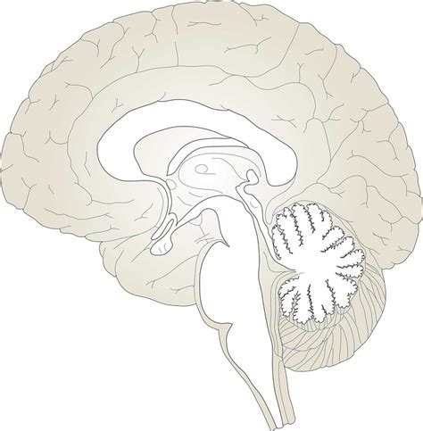 Brain Cross Section Diagram Diagram Quizlet