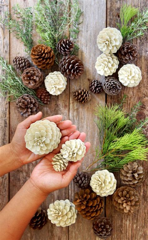 Easiest Minute Bleached Pinecones Without Bleach Artofit