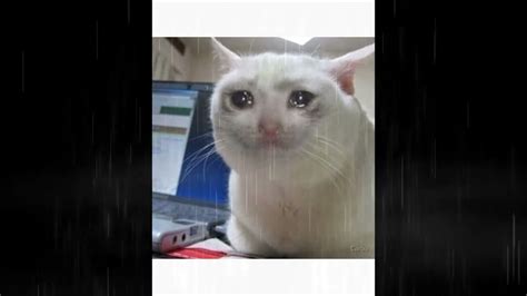 Crying Cat Meme Youtube