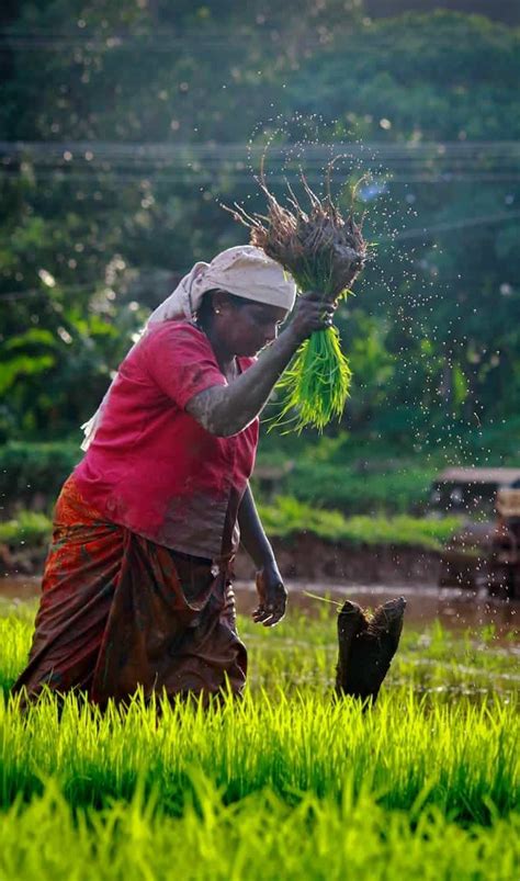 Subsistence Farming Vs Intensive Farming Difference And Comparison