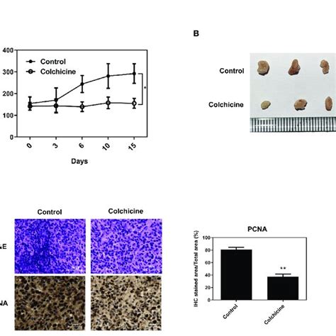 Inhibitory Effects Of Colchicine On Saos 2 Growth In Vivo Saos 2 Cells