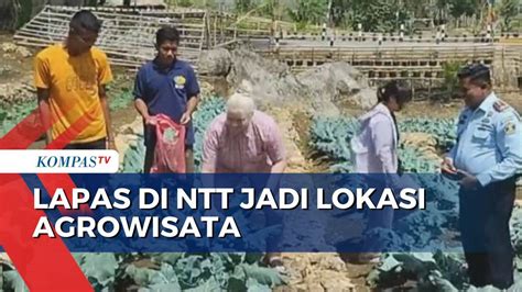 Memberdayakan Napi Lapas Di NTT Jadi Lokasi Agrowisata Kompas TV Vidio