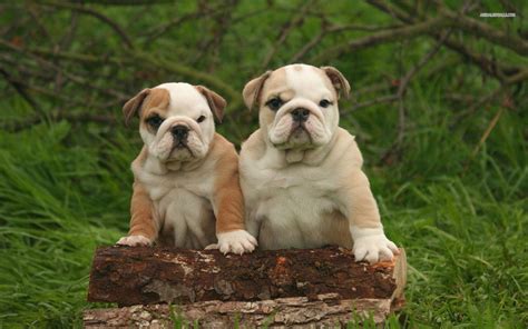 English Bulldog Wallpapers Wallpaper Cave