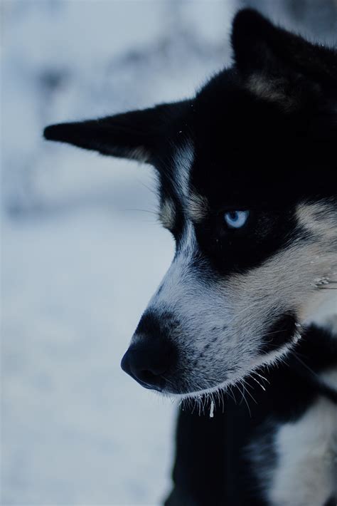 Group Husky Safari From Saariselk Easy Travel Holidays In Finland