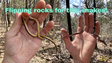 Spring Flipping For Tiny Snakes Herping 2023 Herping YouTube