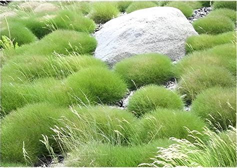 1 x Festuca gautieri Pic Carlit Ziergras Gräser Winterhart