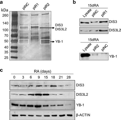 Identification Of Pir And Pir Interacting Proteins A Pir And Pir