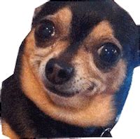 Funny Sticker - Funny - Discover & Share GIFs