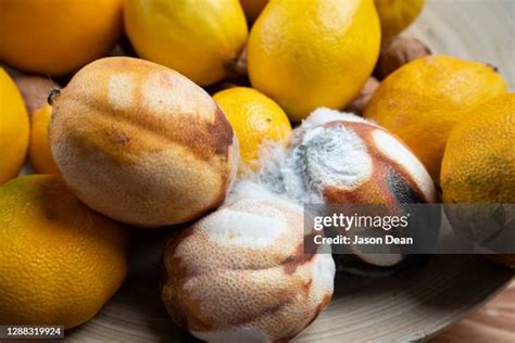 Rotten Lemon Photos And Premium High Res Pictures Getty Images