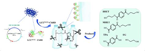 Schematic Illustration Of The Degradation Of PET Using The