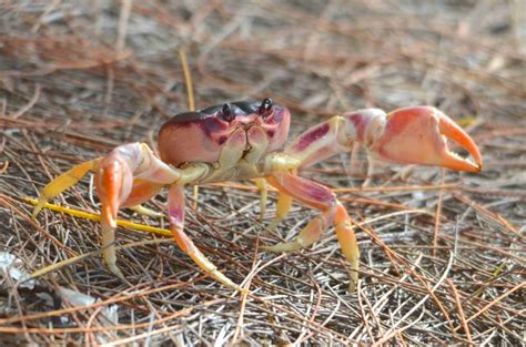 Hermit Crabs Abaco Rolling Harbour Abaco