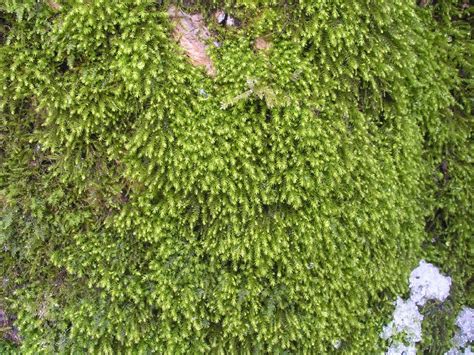 molbiol.ru -> Аномодон длиннолистный (Anomodon longifolius, Anomodontaceae)