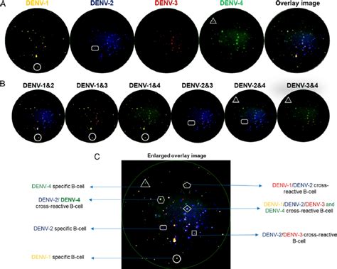 Fluorospot For Analysis Of Denv Specific And Cross Reactive Spots