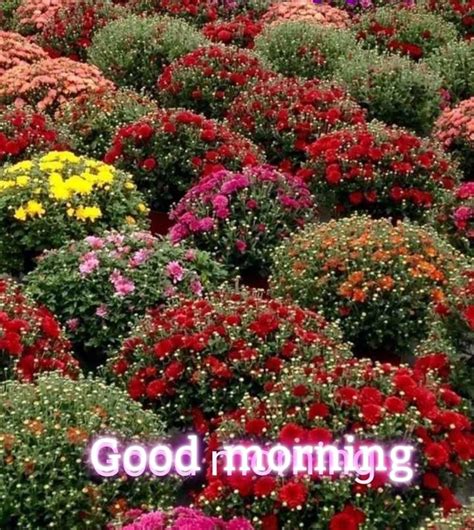 Pin By B K Nagar Bsnl On Morning Good Morning Images Flowers Good