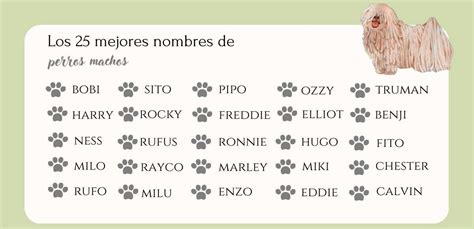 Más de 250 nombres para perros machos cortos originales de Disney