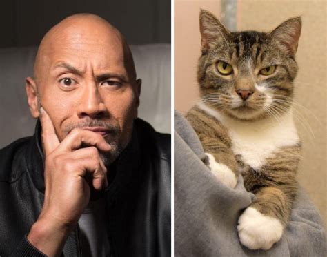 Celebrity Cat Look Alikes