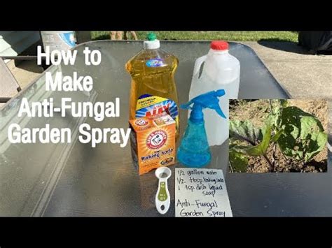 How To Make Anti Fungal Garden Spray Diy Garden Spray Recipe Youtube