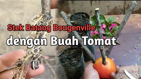 Cara Stek Batang Bunga Bougenville Dengan Perangsang Tumbuh Dari Buah